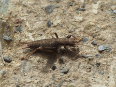 Arachnocephalus vestitus