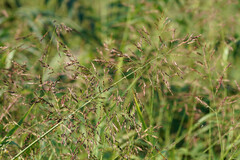 Sorghum halepense