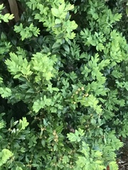Buxus sempervirens