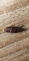 Clausiliidae