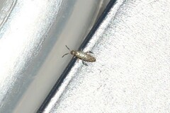 Willowsia nigromaculata