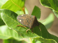 Solenosthedium bilunatum