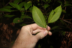 Cryptocarya triplinervis triplinervis