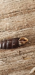Clausiliidae