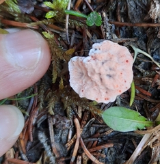 Hydnellum peckii