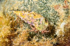 Pagurus anachoretus