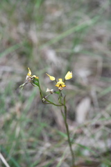 Diuris maculata
