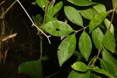 Cyclophyllum longipetalum