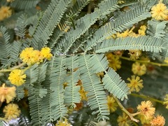 Acacia dealbata dealbata