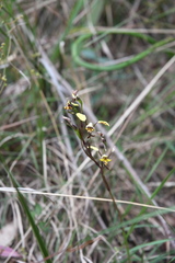 Diuris maculata
