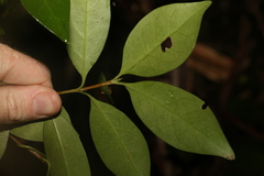 Cyclophyllum longipetalum