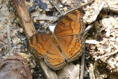 Junonia hedonia