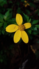 Bidens ostruthioides