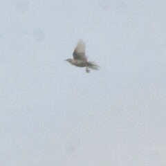 Cincloramphus cruralis