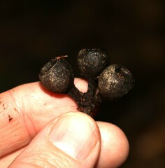 Eucalyptus pilularis