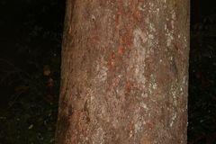 Eucalyptus pilularis