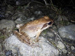 Rana japonica