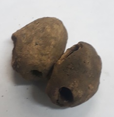 Sclerocarya birrea caffra