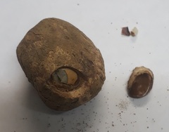 Sclerocarya birrea caffra