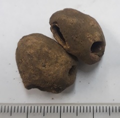 Sclerocarya birrea caffra