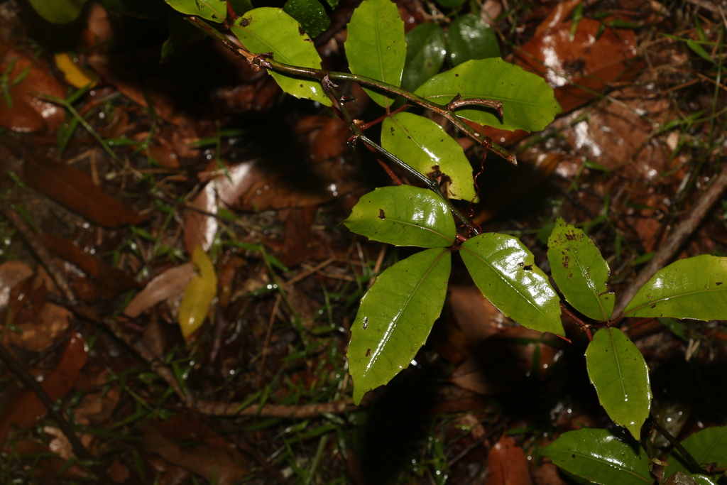 Native Grape from Bundagen NSW 2454, Australia on September 27, 2022 at ...