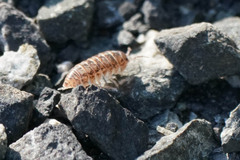 Armadillidium vulgare