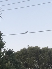 Streptopelia chinensis