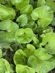 Petasites pyrenaicus