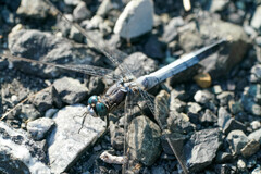 Orthetrum albistylum speciosum