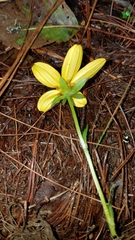 Bidens ostruthioides