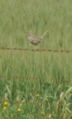 Cincloramphus cruralis