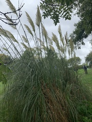Cortaderia