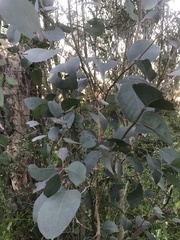 Eucalyptus ovata