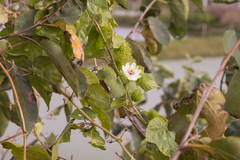 Passiflora vesicaria