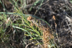 Calylophus