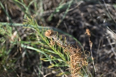 Calylophus