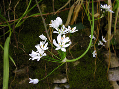Allium neapolitanum