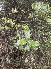 Aquifoliaceae