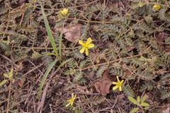 Tribulus taiwanense