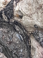 Vespula vulgaris