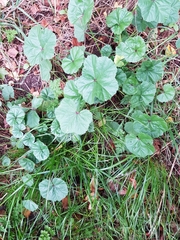 Malva neglecta