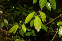 Cinnamomum camphora