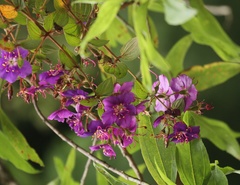Tibouchina