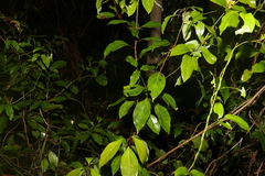 Cinnamomum camphora