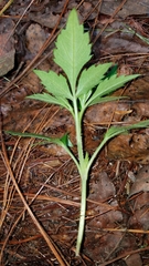 Bidens ostruthioides