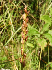Platanthera dilatata