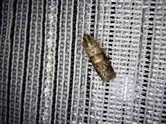 Acrobasis rufizonella