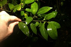 Elaeocarpus obovatus