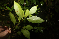 Elaeocarpus obovatus