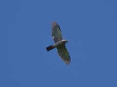 Accipiter rufitorques